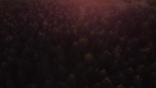 Sunset over forest